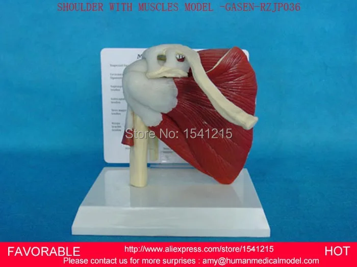 

NATURAL SHOULDER TRAINING HUMAN MODEL SHOULDER JOINT MODEL HUMAN SKELETON MODEL OF THE SHOULDER JOINT-GASEN-RZJP036