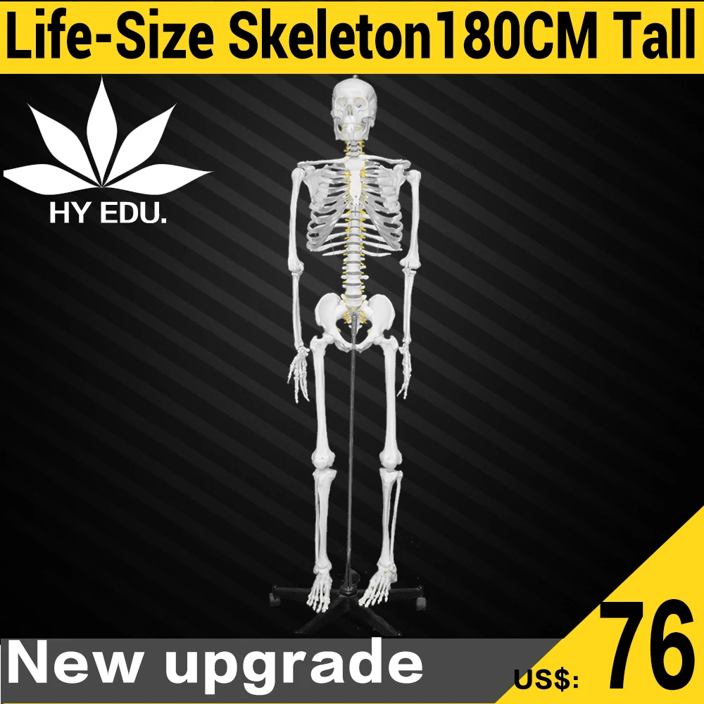 

Factory price Life size ,half size ,1/4 size  medical skeleton model