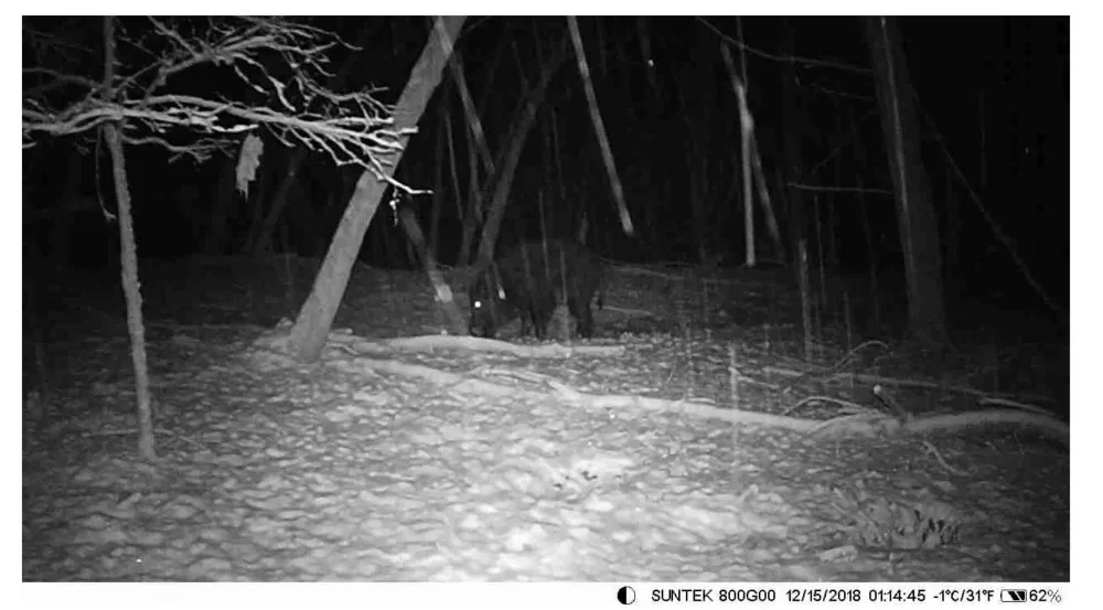 Охотничья тропа камера SUNTEKCAM HC-800M дикая природа 2G MMS фото ловушка видео наблюдения 16MP цифровой ночного видения животных Водонепроницаемый