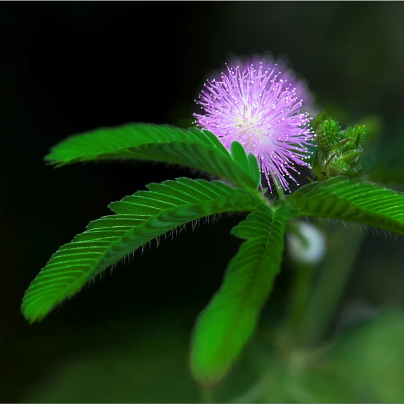 

150 pieces Easy to Survive the Mimosa Tree of Perennial Garden Flowers Rare Indoor Plants Succulents Bonsai Steady Feeling