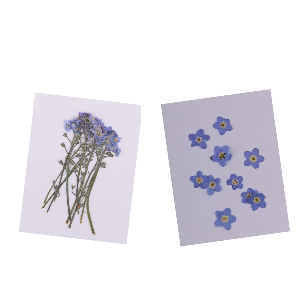 20x Forget me not натуральный сушеный цветок прессованный высушенный Цветы DIY чехол для