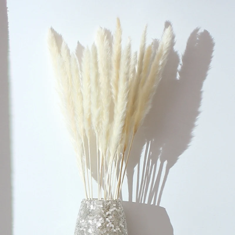 Ramo de Flores para Bodas y para decoración del hogar Blanco Msrlassn  Hierba de Pampa pequeña Seca Natural Phragmites communis Plantas y flores  artificiales Hogar y cocina tudonghoachinhhang.stc-vietnam.com