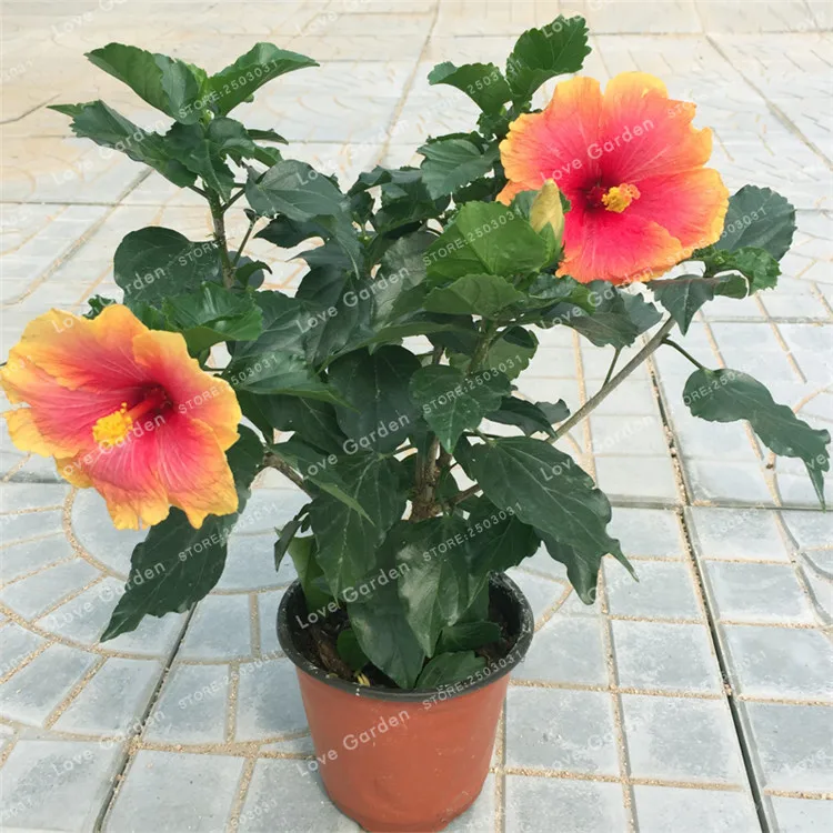100 Pcs/Bag Hibiscus Flower plant Hibiscus plant Bonsai Flower Chinese Rose plant MIX Colors To Choose Plant For Home Garde