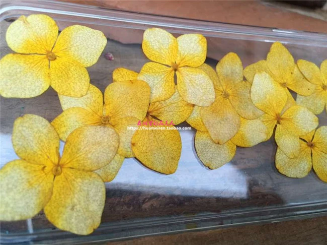 1 ピース Freeshipment押し花ドライ フラワー自然花黄色アジサイ Diy クラフト材料 Flower Yellow Pressed Flowersdried Flowers Aliexpress
