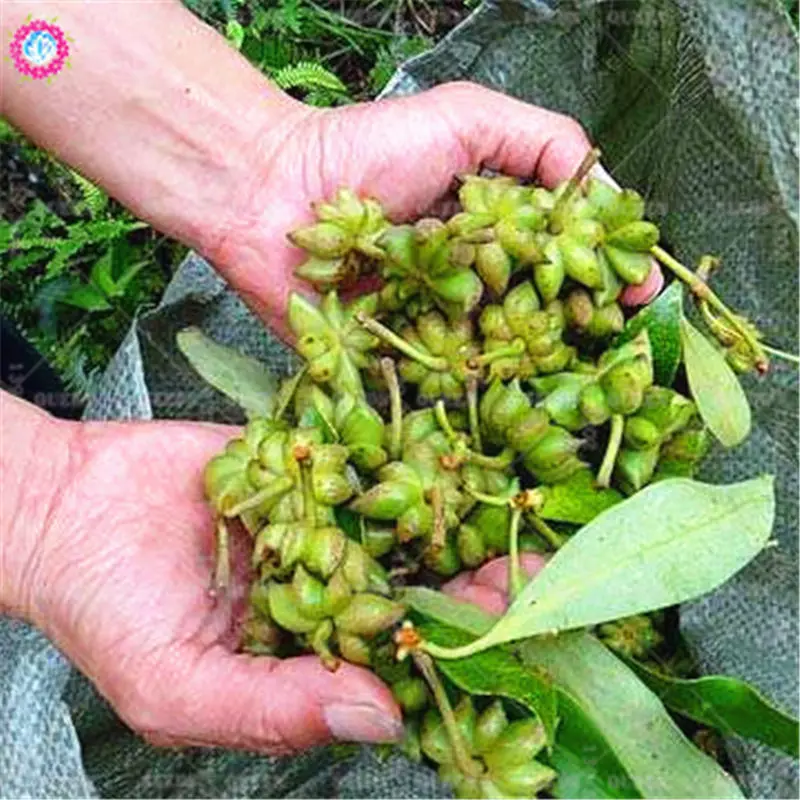 

20gram Star Anise Tree Fennel Branch Vegetable Chinese Kitchen Cooking Seasoning Spices Illicium Verum Hook Herbal Bonsai Plants