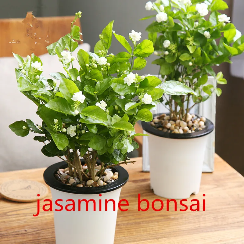 Online Buy Wholesale jasmine plant from China jasmine plant Wholesalers