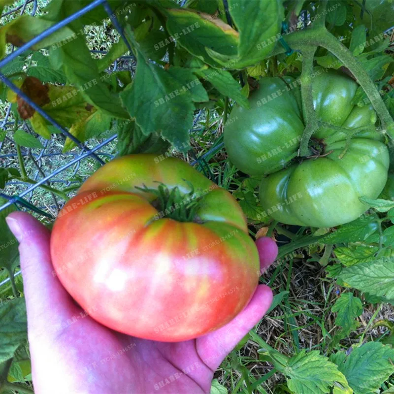 Фамильные огромные Монстр томатный натуральная свежая бонсай огромный вкусом легко растут очень редкие овощи 100 бонсай/пакет