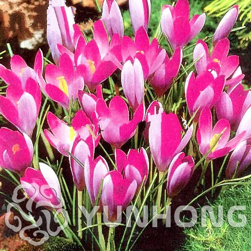 

2PCS Real Potted Pink Pink Saffron Bonsai Garden Flower Bonsai Terrace Flower