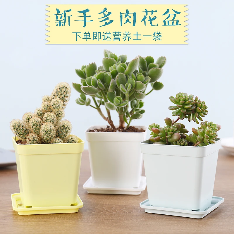 

Creative fleshy flowerpot square plastic plant large caliber with tray
