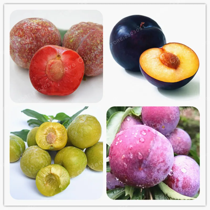 

10pcs Family Rosaceae Prunus Cerasifera Plant Ornamental Plant Cherry Plum Shrub Plant Widely Cultivated Myrobalan Plum Plant