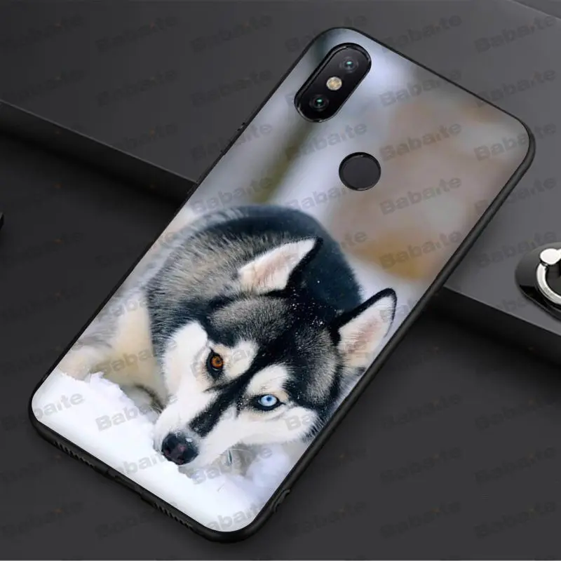 Animal Husky cute Puppy Dog