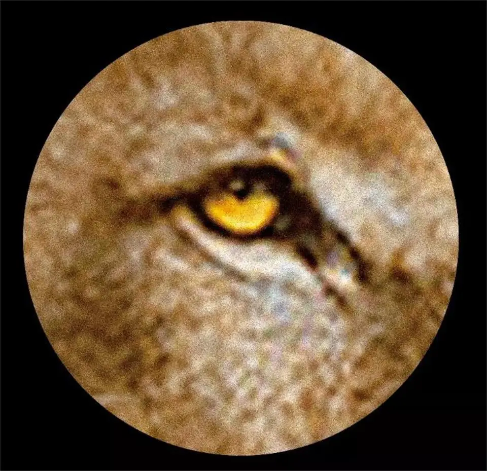 36020181219232644035