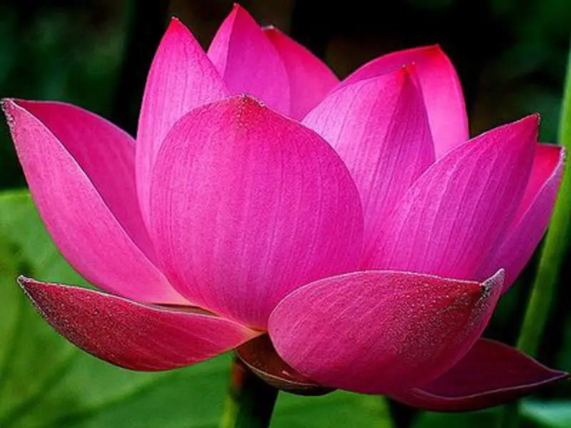 Pink lotus легинсы