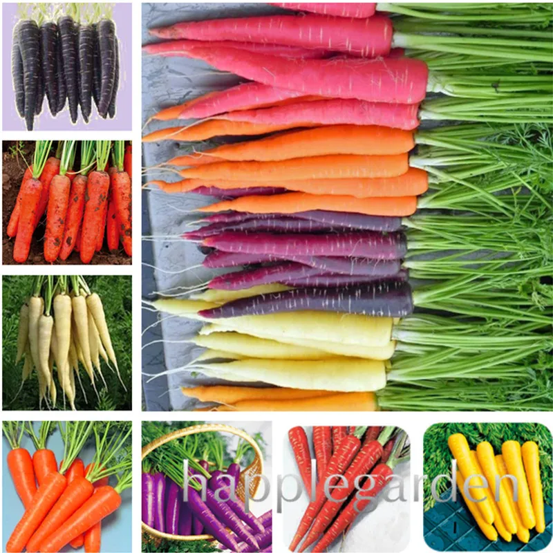 

200 Pcs Vegetable Fruit Bonsai Purple Dragon Carrot Bonsai Anti-aging Ginseng Nourishing Bonsai Plants Bonsai For Home Garden