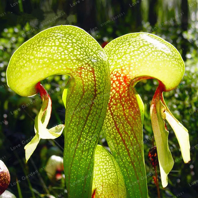

100 PCS Chinese Rare Flowers Bonsai Carnivorous Cobra Lily Darlingtonia Californica Flower Bonsai Plush Mysterious Gift