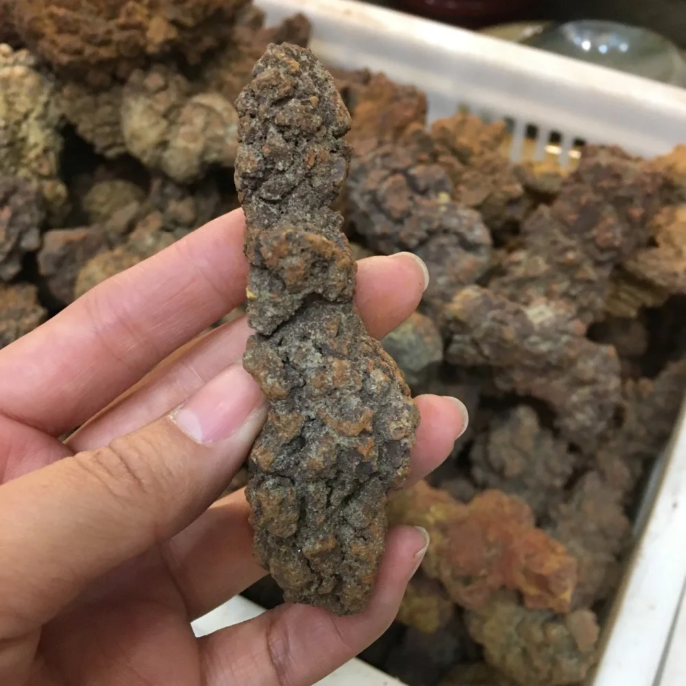 COPROLITE окаменелый динозавр какашки образец Fossil Мадагаскар 70-90 г