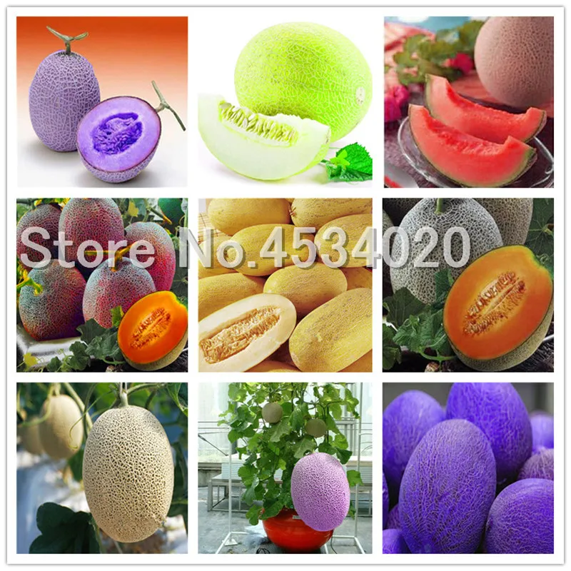 

Fresh 50pcs Cantaloupe Melon plantas delicious Vegetable and fruit bonsai plants for winter garden decoration in four seasons
