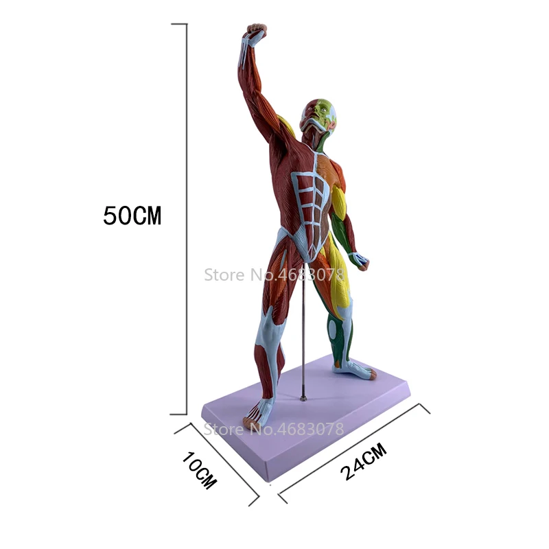 Красочная анатомическая модель мышц, анатомическая медицинская научная система питания для фитнеса, художественная модель, принадлежности для эскизов