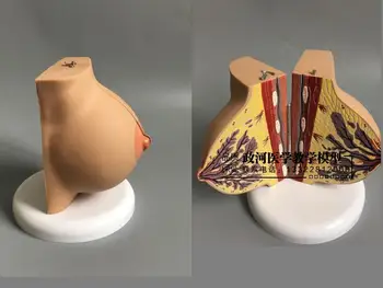 

Female stationary breast anatomy model educational equipment teaching model