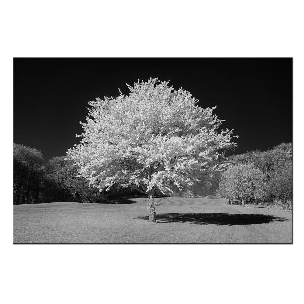 Деревья в белом серебре. Белое дерево растение. Красивые белые деревья. Белое дерево фото. Черное желтое белое дерево