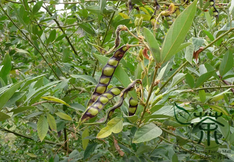Asian leguminous shrub cajanus Sexy redhead strip show