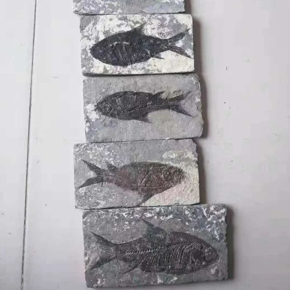 _201901101412102