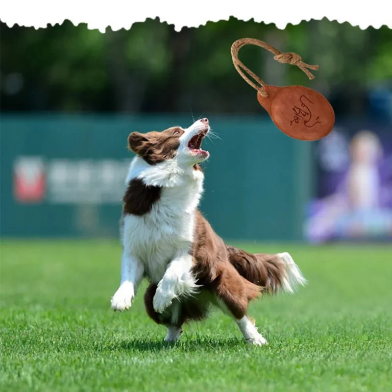 الحيوانات الأليفة اللعب التفاعلية في الهواء الطلق لعبة الحيوانات الأليفة تحلق القرص غير سامة لدغة مقاومة البقر مضغ لعبة للكلاب ترينينج الحيوانات الأليفة اللعب التفاعلية في الهواء الطلق لعبة الحيوانات الأليفة تحلق القرص غير سامة لدغة مقاومة البقر مضغ لعبة للكلاب ترينينج