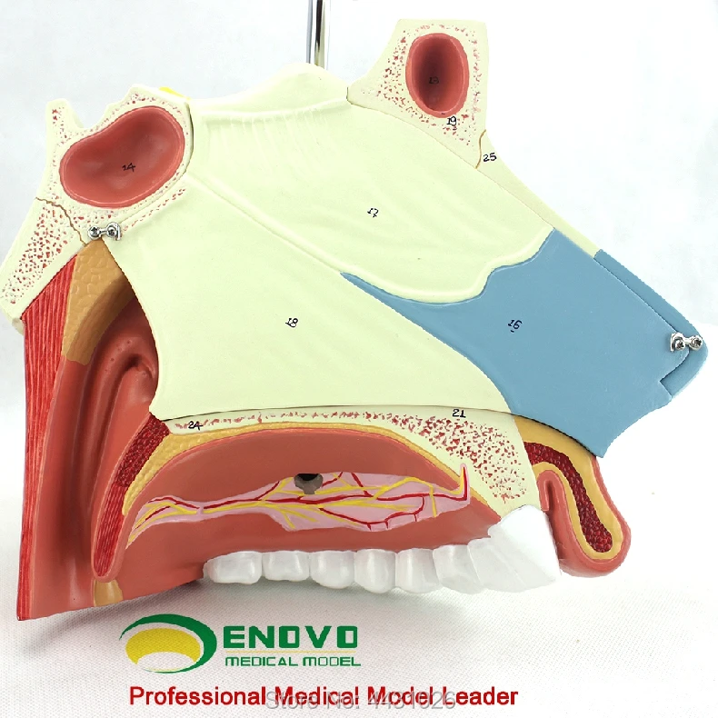 ENOVO медицинская модель носовой анатомии для носа уха и горла респираторная хирургическая эндоскопическая ринопластика