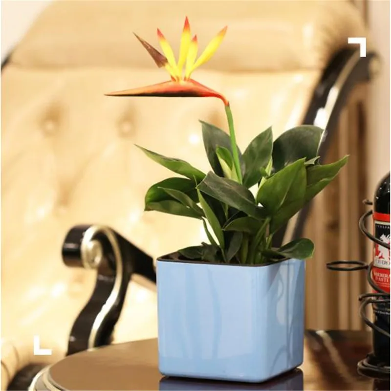 

Square European-style Simple Resin White Personality Creative Multi-meat Lazy Man Self-sucking Plastic Large Flowerpot