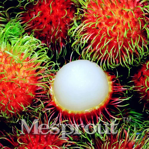 

5 Pcs Rambutan Bonsai Organic Fruits Plant As Litchi Very Delicious Giant Plant Tree Also As A Home Garden Ornamental Trees