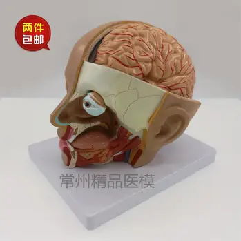 

Teaching model head anatomical model natural size 4 parts brain model oral nasopharyngeal head brain anatomy model