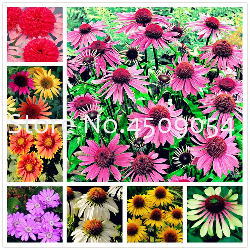 

200 pcs Rare Japan Echinacea Purpurea bonsai beautiful daisy flower plants home garden plants easy to grow bonsai flower plants