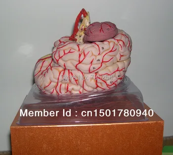 

Brain Artery Model,Brain Anatomical Model,Cerebral Artery Dissection Model