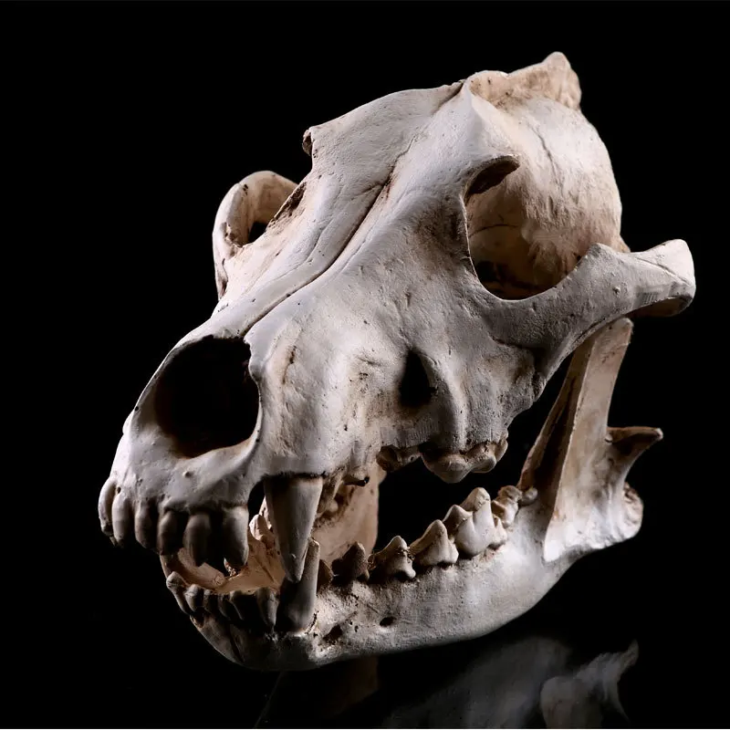 Resin Wolf Skull Model School Teaching Medical Resources Mold Skeleton For Halloween Decor Kids Toys Gifts | Канцтовары для офиса