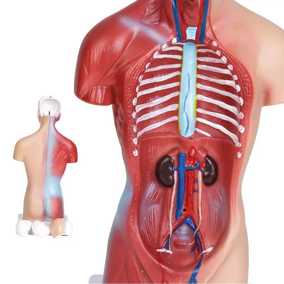 Jouet Educatif Modele De Corps Humain 28cm Torse Humain Organes Internes Anatomique Modele D Enseignement Medical Anatomie Du Corps Coeur Cerveau Aliexpress