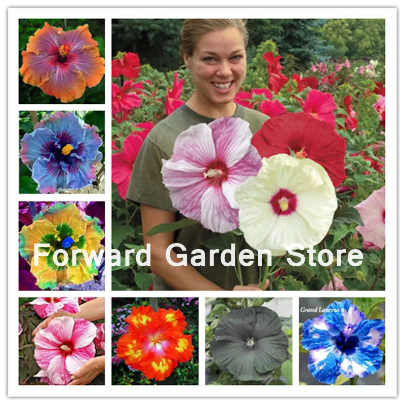 

50 Pcs Rare Giant Hibiscus Bonsai Hardy ,Mix Color, Diy Home Garden Potted Flower Plant,Free Shipping Organic Housing Pot Garden