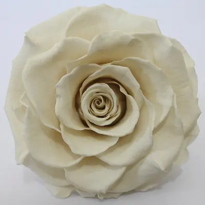 Стеклянный чехол для маленького принца, сохраненный цветок розы, красные розы на День святого Валентина, Рождество, свадебные подарки - Цвет: White