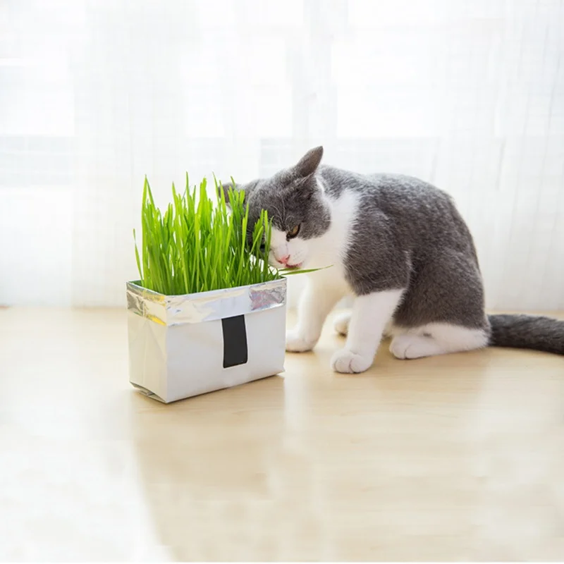 N Cat Grass Soilless Culture Kit- Seeds And Flowerpot Pet Soilless Cultivation Cat Grass To Hair Ball To Help Digest Cat Stomach