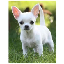 Cute Chihuahua dog 5D DIY Diamond Painting Photos Custom Rhinestone Picture Mosaic Sale Diamond Embroidery Full Set JS5077