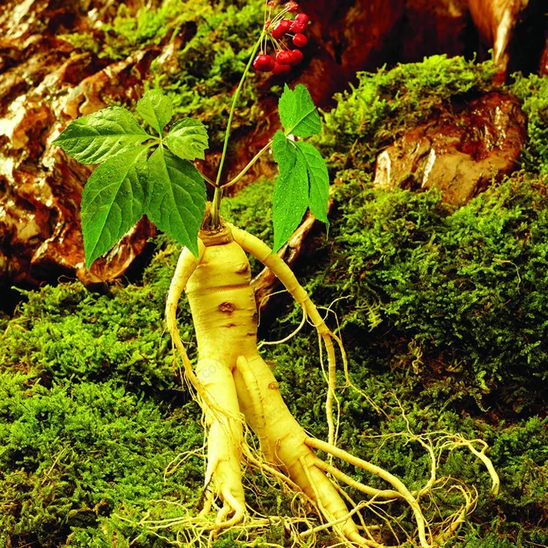 Корень всех бед картинка