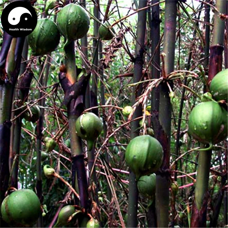 

Buy Pear Bamboo Tree Semente 60pcs Plant Melocanna Baccifera For Bamboo Garden