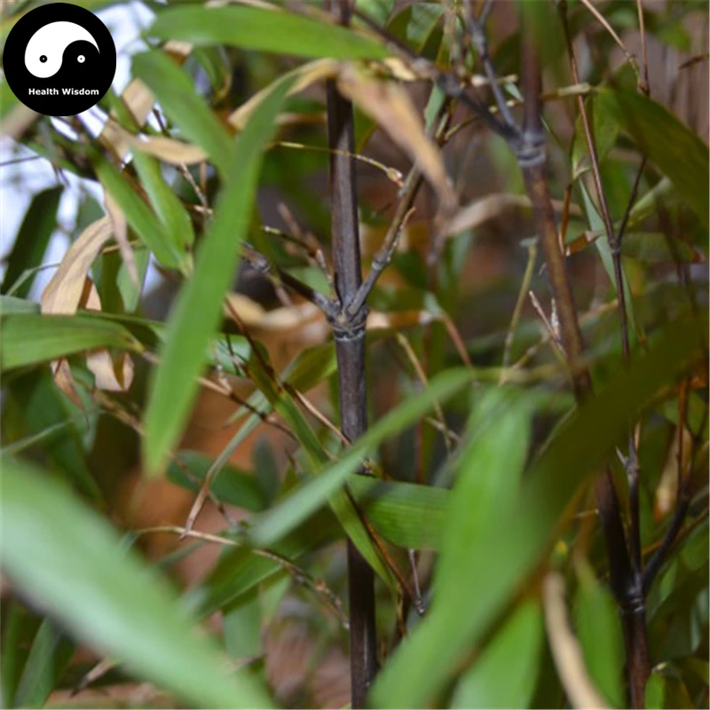 Buy Buy Purple Bamboo Tree Semente 100pcs Plant Bamboo