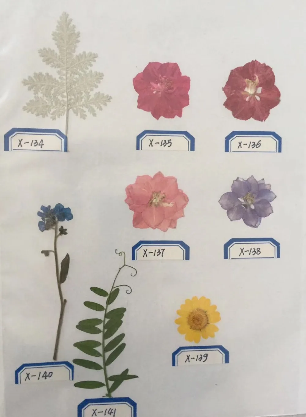 

1000pcs Pressed Dried Flowers Plant Herbarium For Jewelry Postcard Invitation Card Phone Case Bookmark Making Sample Pictures