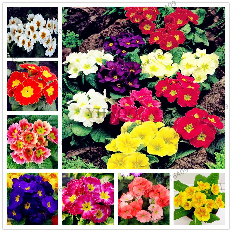 

100pcs/bag Mixed color Europe primrose Flowers plant Primula Malacoides Flowers bonsai for Home gardening DIY easy grow