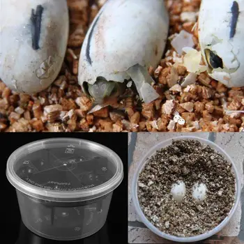 

1PC Reptile Egg Incubator Plastic Lizard Snake Gecko Eggs Hatcher Hatching Box