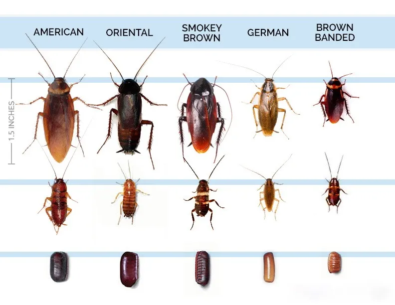 life_cycle_of_different_types_of_roaches