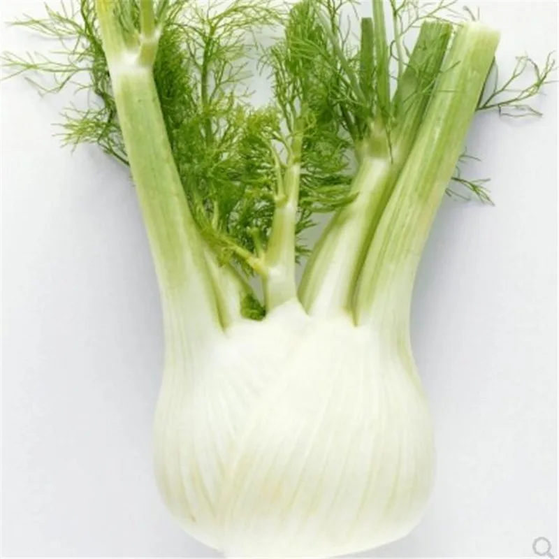 

Cumin Fennel Rootstock Fennel Fresh and crisp seasons Sown Garden Terrace Vegetable bonsai 100pcs