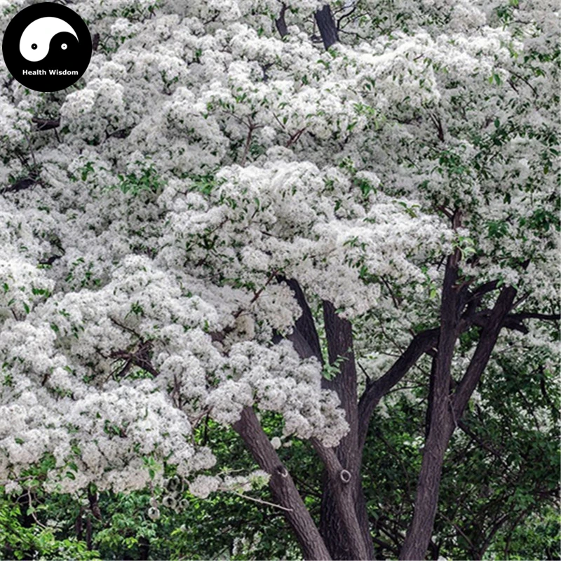 

Buy Tassel Tree Semente 15pcs Plant Chionanthus Retusus Liu Shu Tree