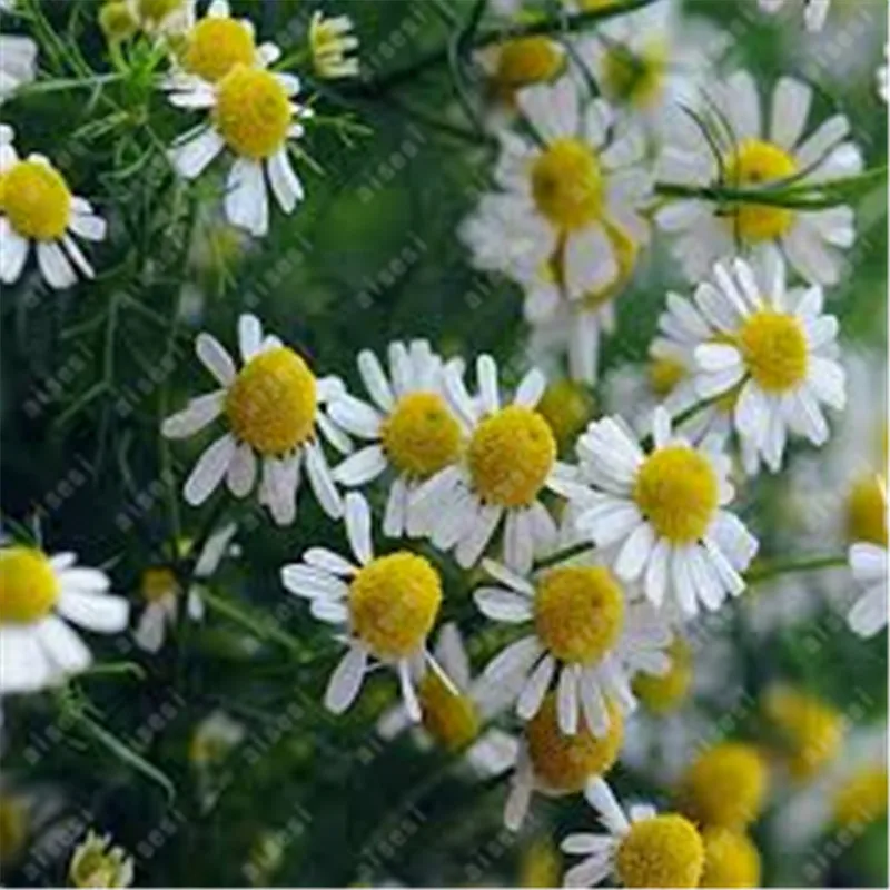 

100 pcs/ Exotic Chamomile Bonsai Flower Plant Outdoor & Indoor Blooming Chrysanthemum Flore Potted Planta for Home Garden