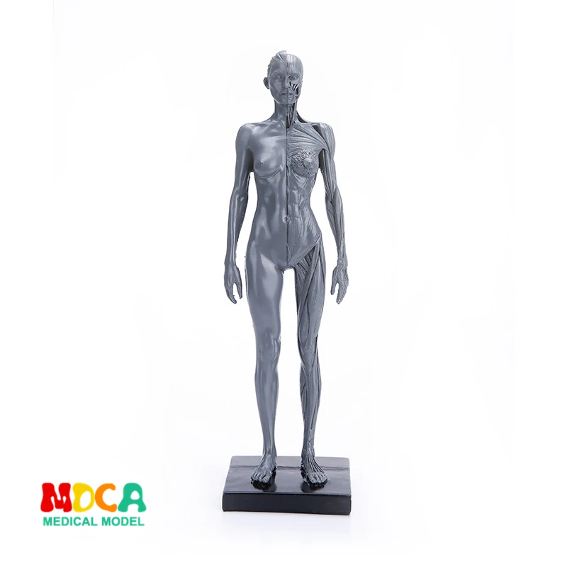 Us 1595 Drawing Of Life In Art Studio Simulation Of Female Skeleton Whole Body Muscle Structure Still Life Sketch Teaching Model Rtsm106 In Medical